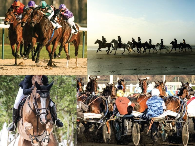 AGRI HORSE DEPUIS 2000 À VOS CÔTÉS !