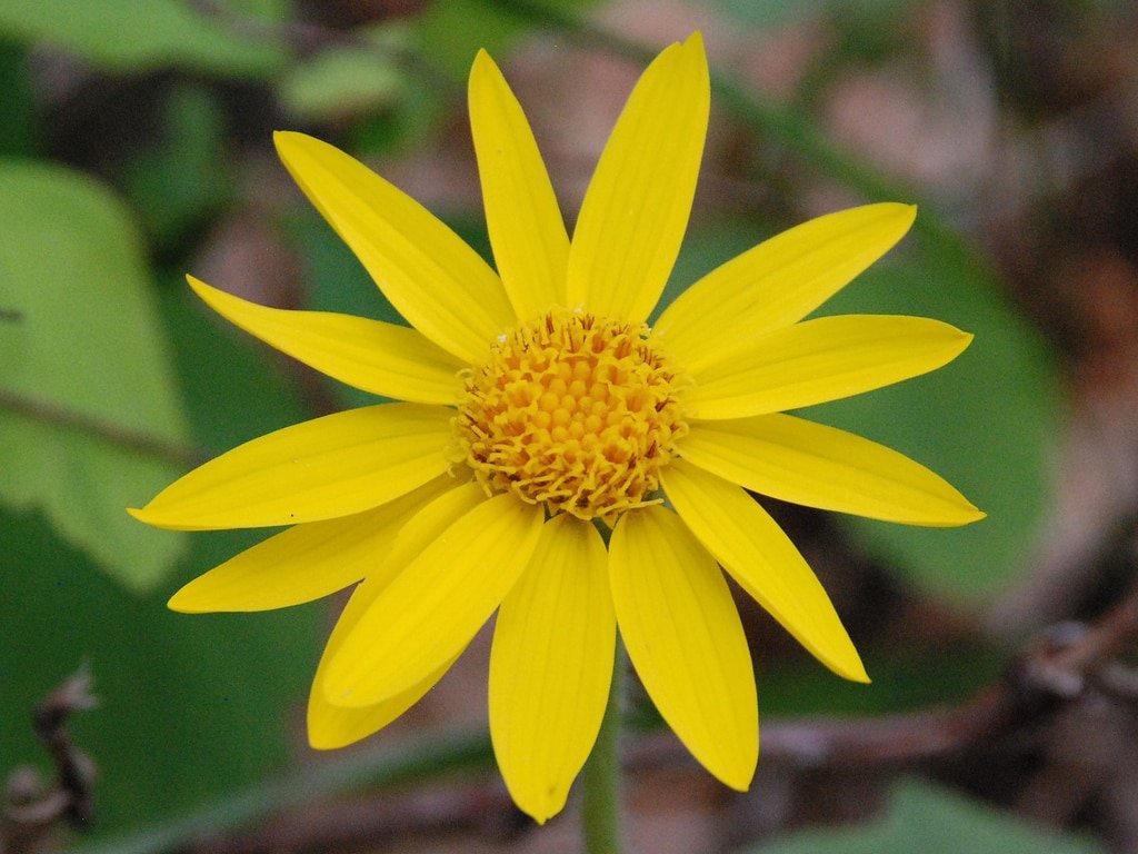 Arnica