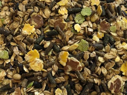 READY FOAL PLUS (2ÈME ÂGE)