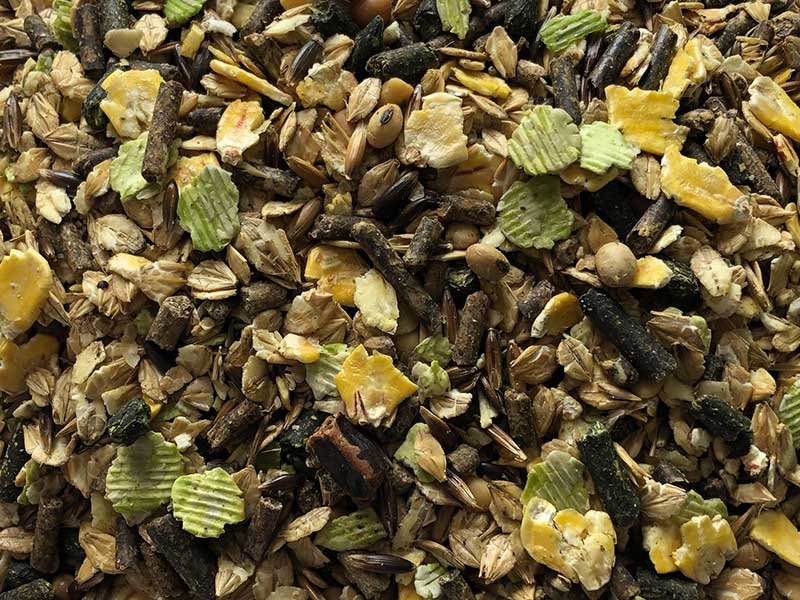 IMG_0477_READY_YEARLING_-compressor