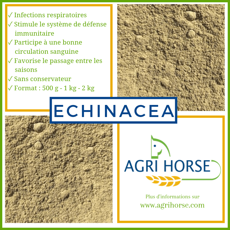 ECHINACEA – Compléments alimentaires – Spécial Automne