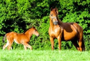 Poulinages 2020 – Sélection de produits