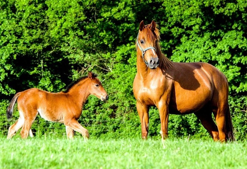 Poulinages 2020 – Sélection de produits