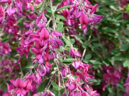 DESMODIUM