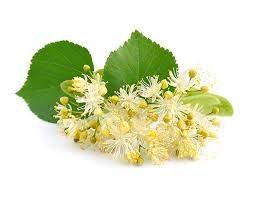 L&rsquo;AUBIER DU TILLEUL