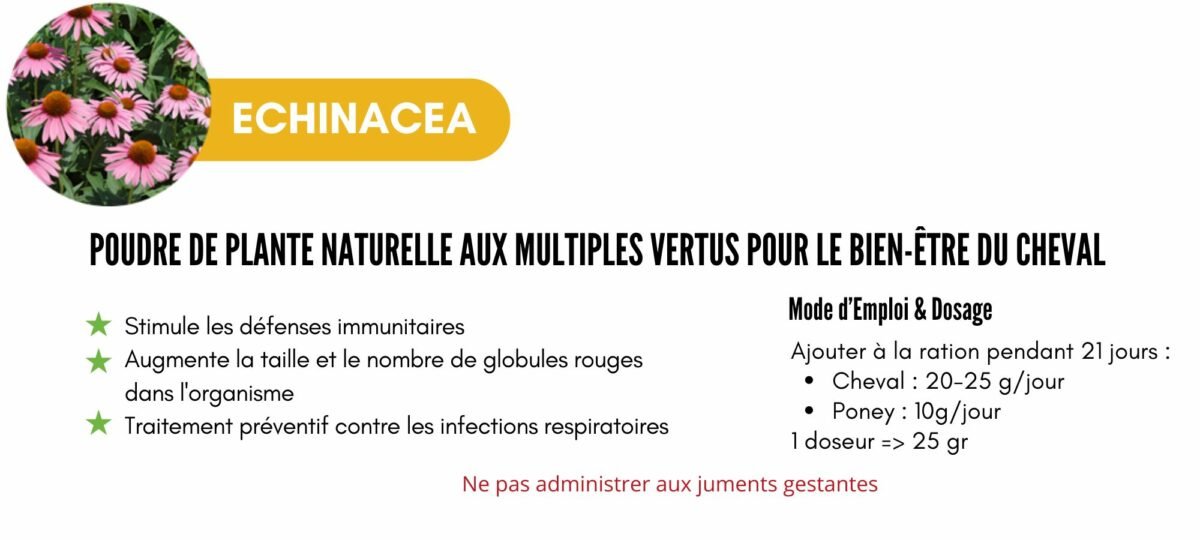 ECHINACEA (3)