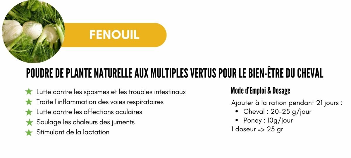 FENOUIL