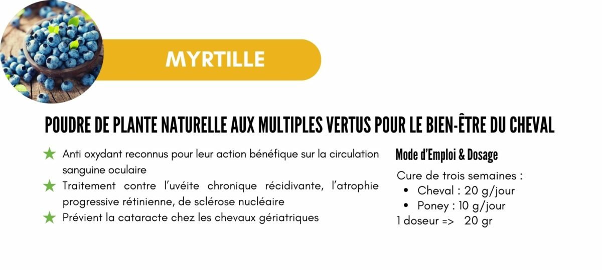 MYRTILLE (1) Myrtille