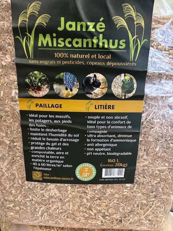 Miscanthus