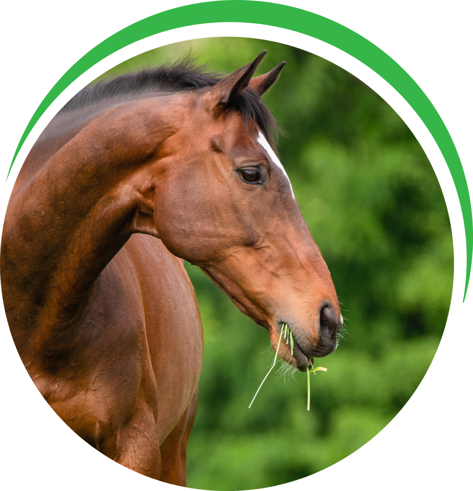 AGRI HORSE_BULLE CHEVAL PNG (2)(1)