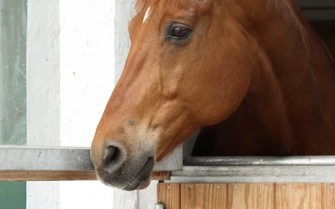 Comment éviter les coliques chez le cheval ?