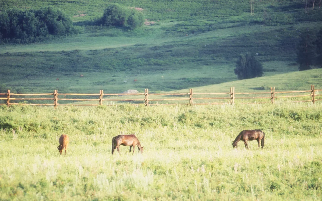 L&rsquo;Orne, terre de cheval : au cœur de l&rsquo;excellence équine française