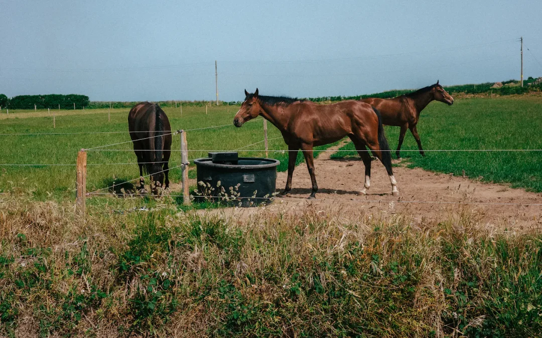Ready Drate : l&rsquo;hydratation et la récupération du cheval, simplement