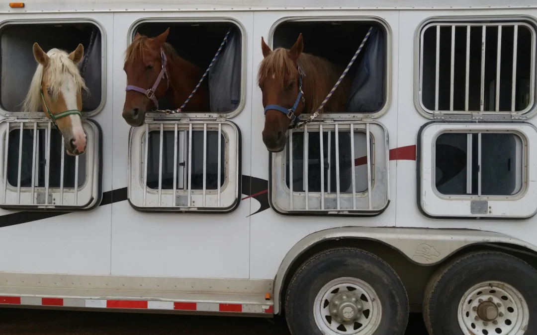 Après un transport, comment aider son cheval à récupérer ?