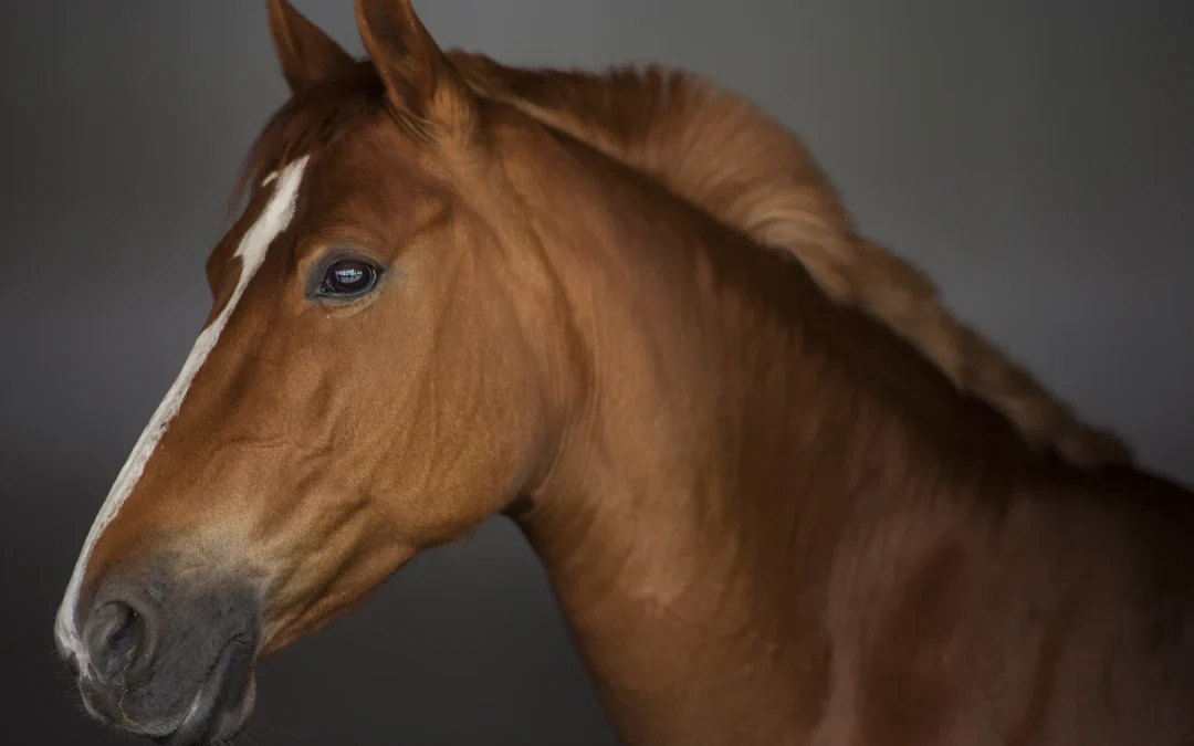 Que donner à manger à un vieux cheval ?